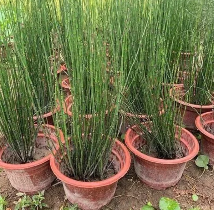 农村一种害草人称节节草木贼草来认识一下了解它的价值
