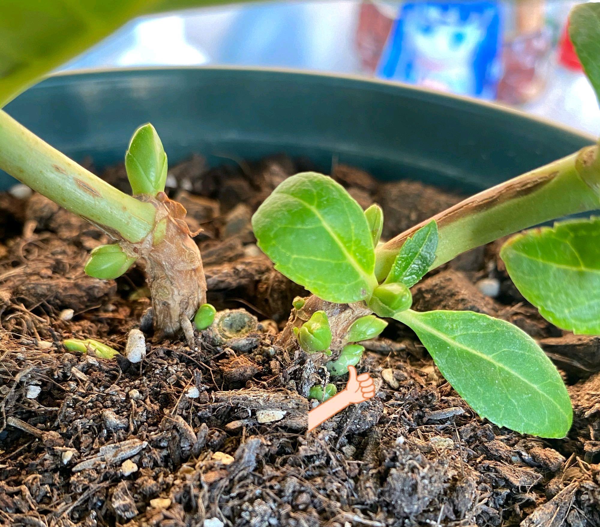 开完花修剪的绣球花盆栽,长出来的脚芽在越冬前需要修剪掉吗?