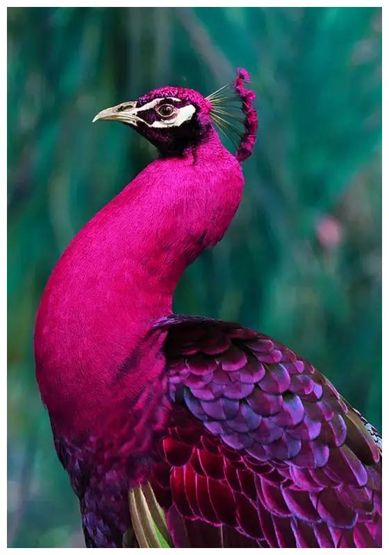 送你最罕见的鸟最美的鱼都集齐了太漂亮了