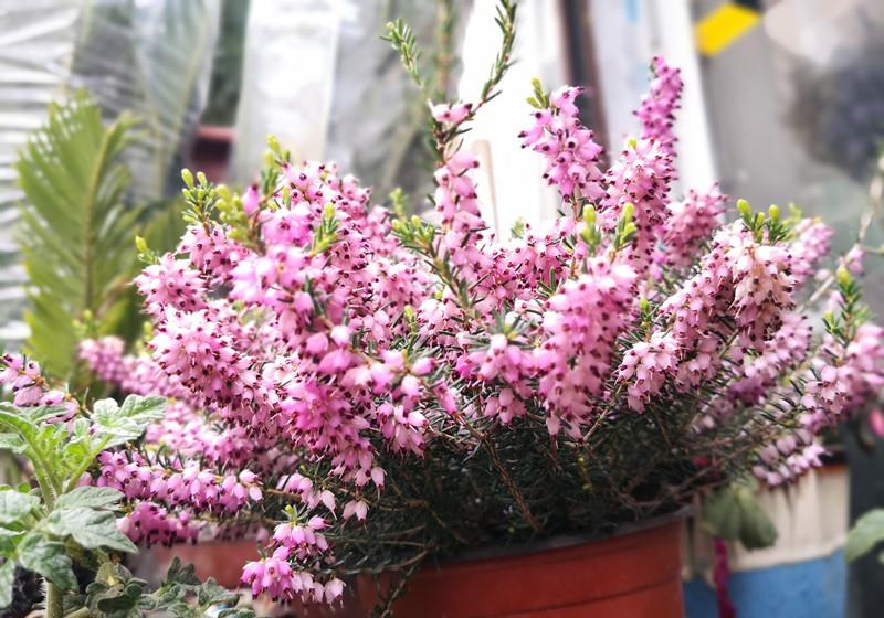 耐寒植物欧石楠东北露养无压力花朵又美又香花期超半年
