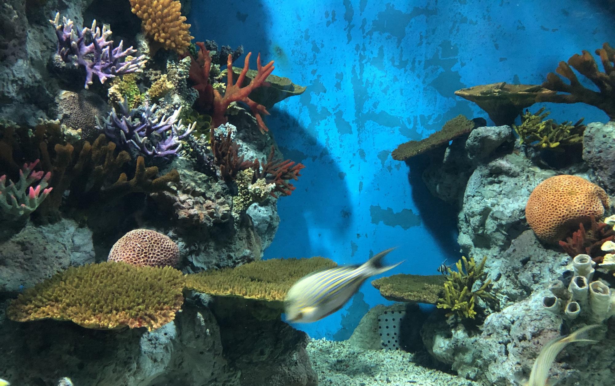 福建省内最大的海洋公园,停车免费,又被称为良心景点,就在福州