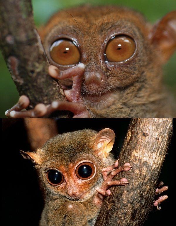 一双眼睛半个脸,像戴着眼睛的猴子,比大熊猫还珍稀,这是啥动物