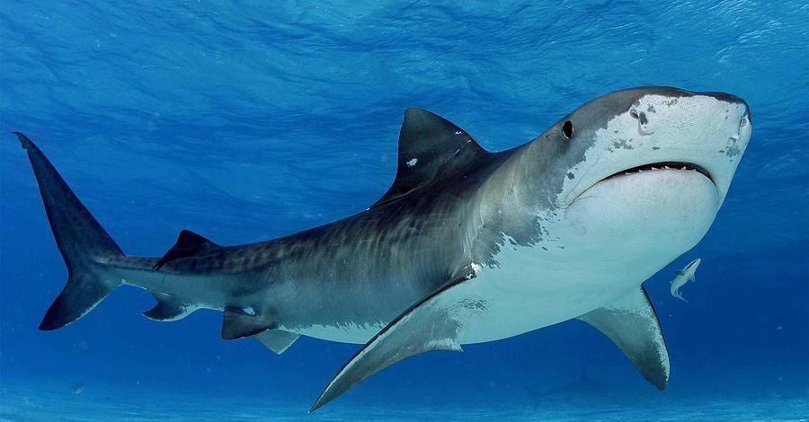 沧龙已灭绝,为何鲨鱼依然存活?生物学家给出3大原因