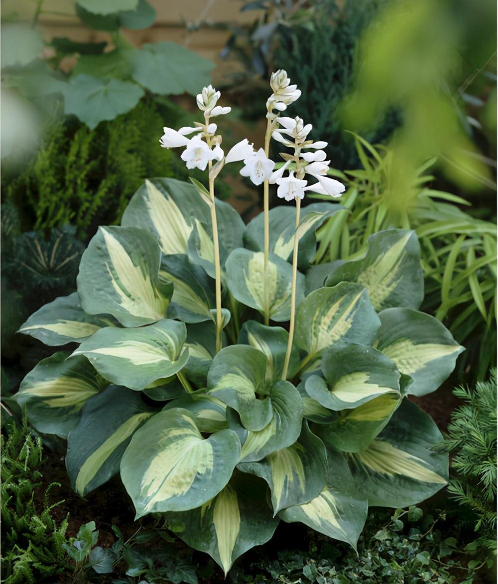 有秘籍|玉簪|花叶|植株_新浪新闻