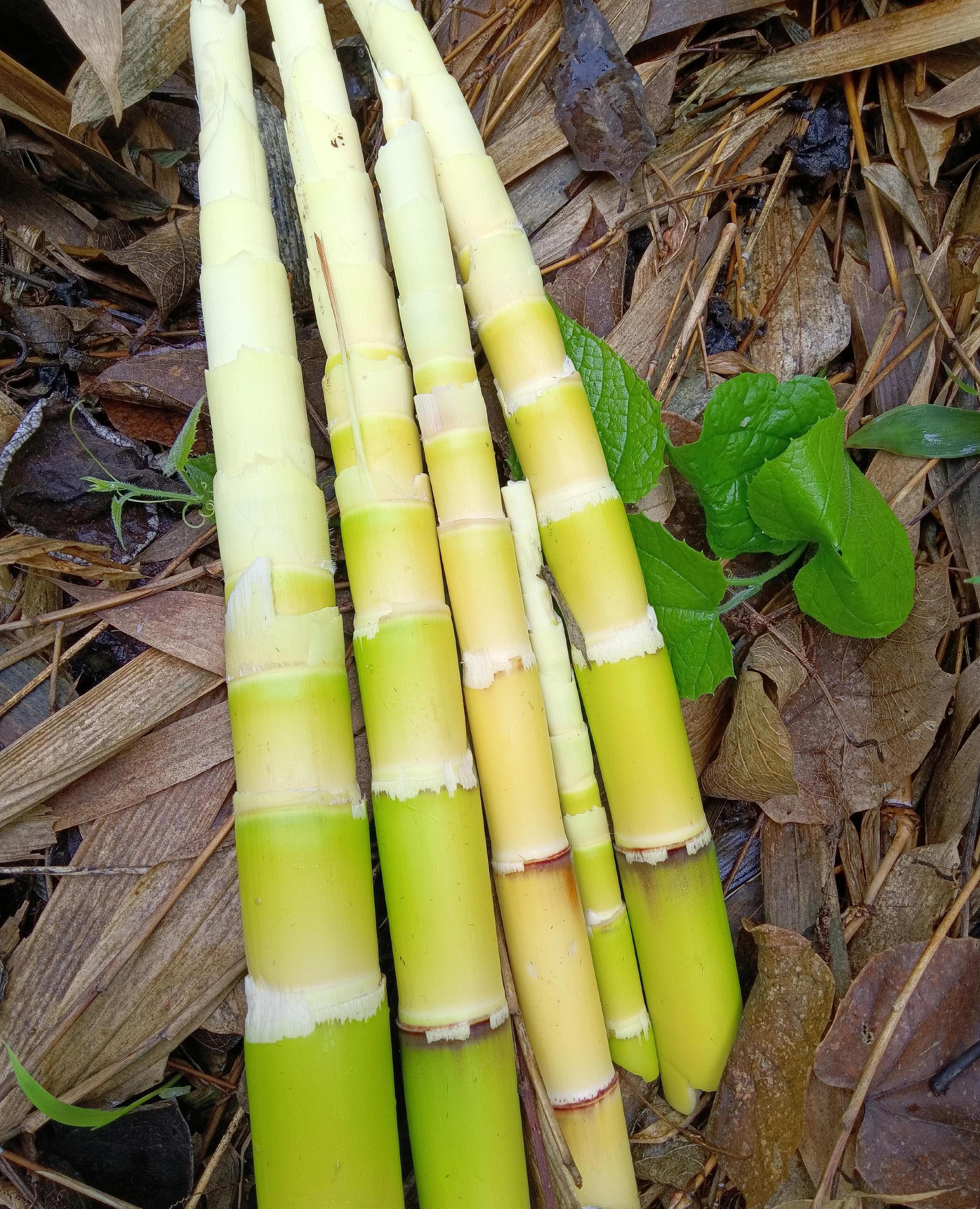 春季大雨过后,美味的竹笋就开始破土而出了,你尝过鲜了吗__财经头条