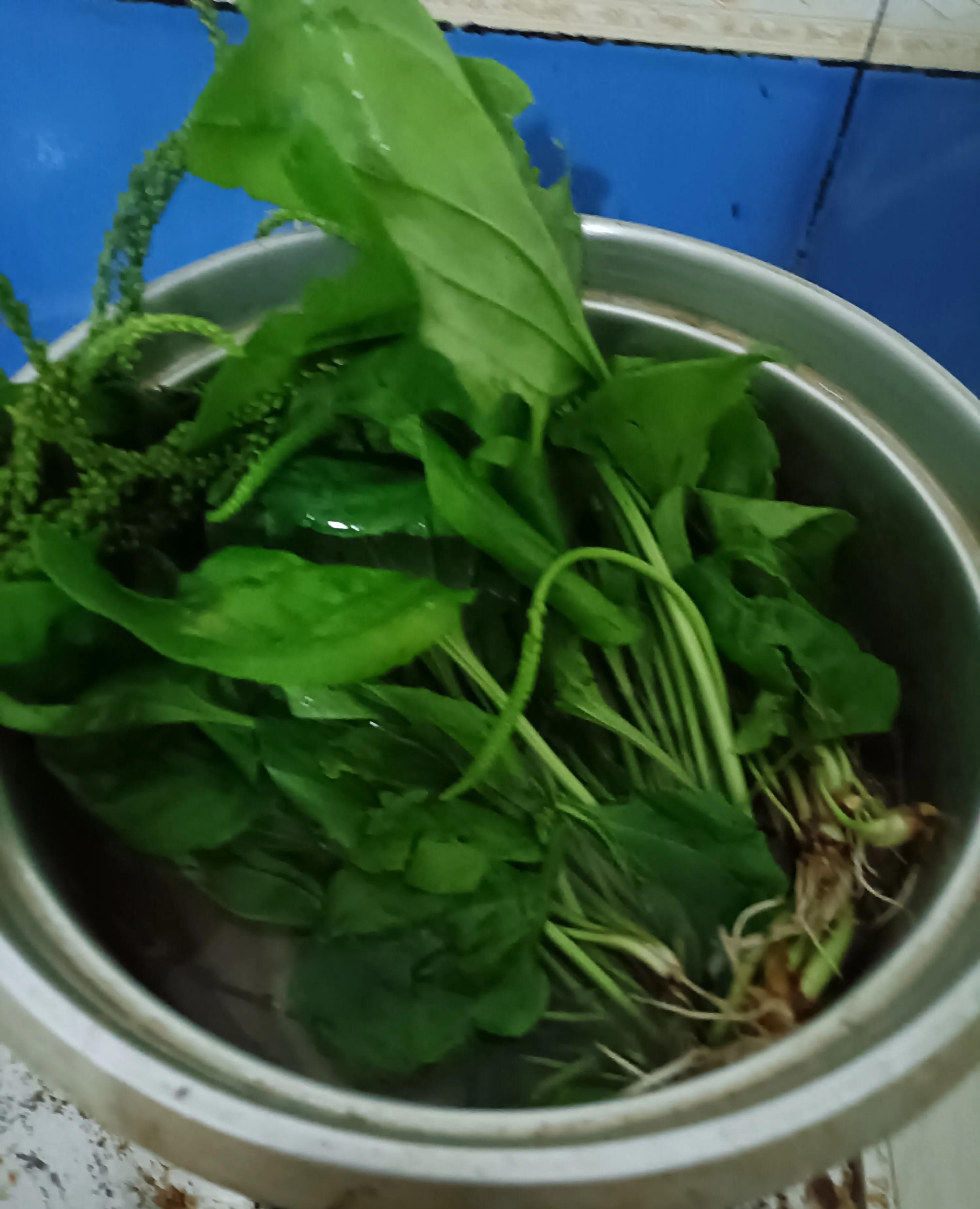 猪小肚车前草汤