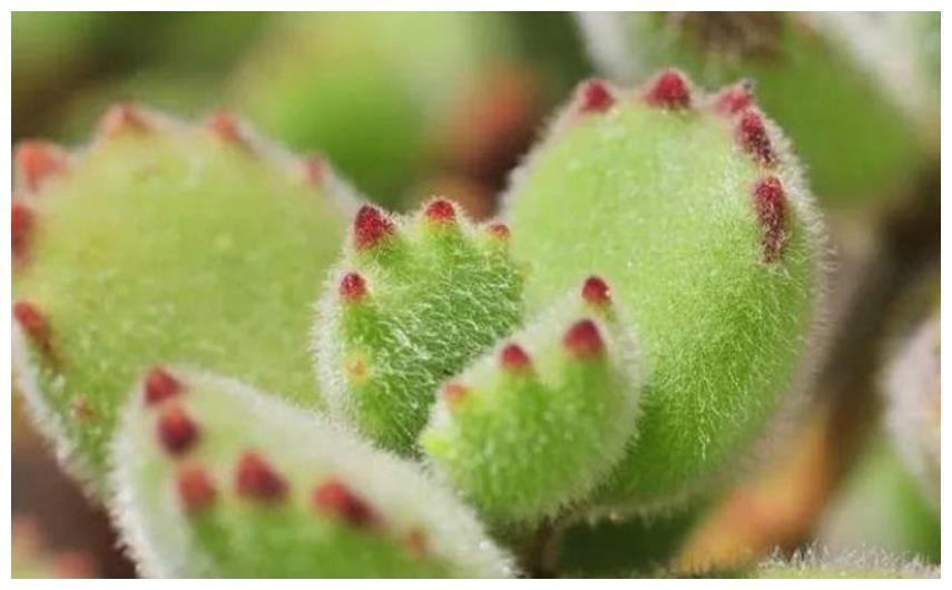 儿童房养上“5种花”,提高孩子“想象力”,宝宝更聪明!