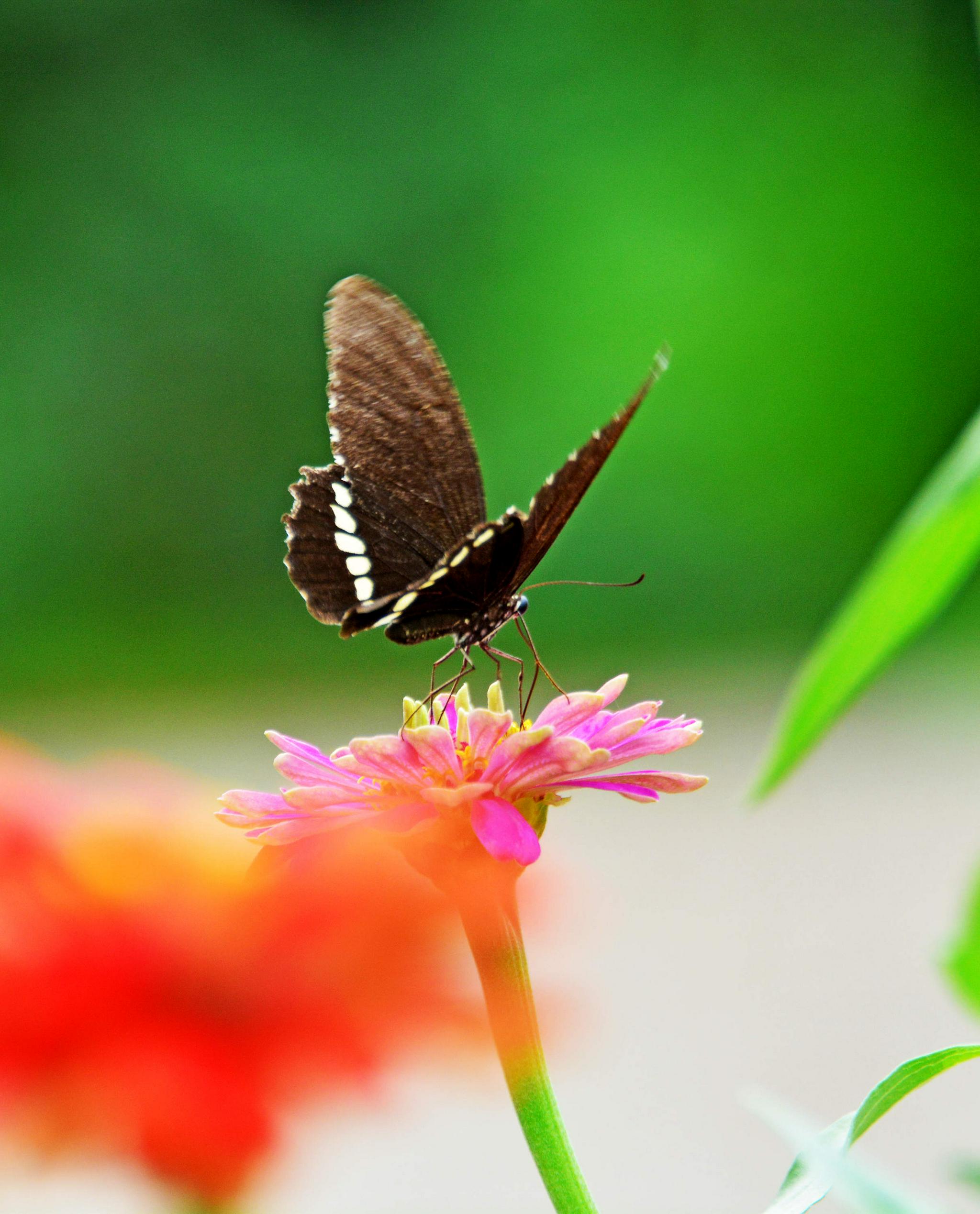 蝶恋花夏日随手拍