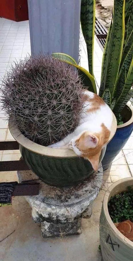 这猫非要找养着仙人掌的花盆睡觉 这一幕让人看得都觉得疼 财经头条