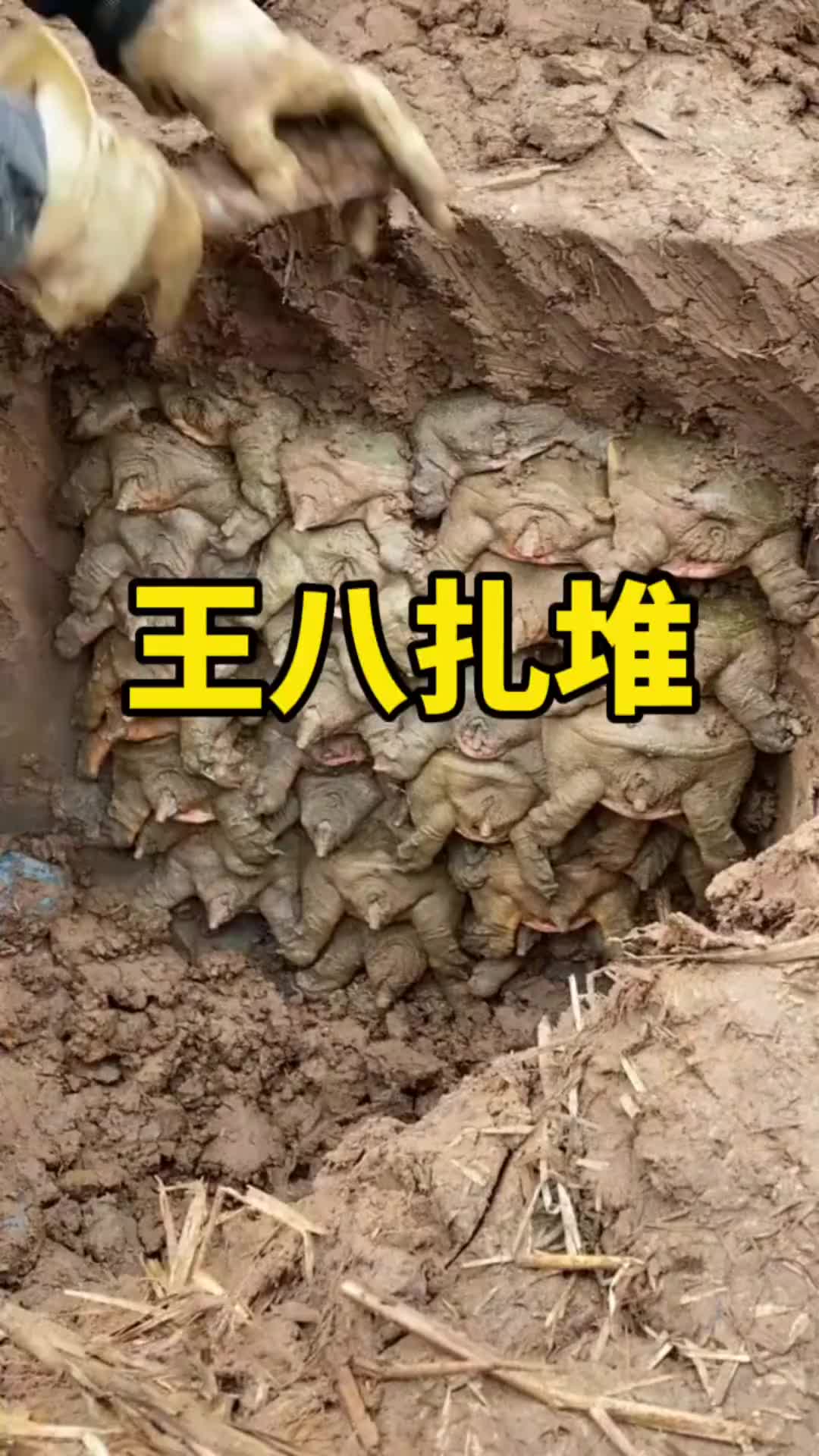 这是捅了王八窝了啊_新浪新闻