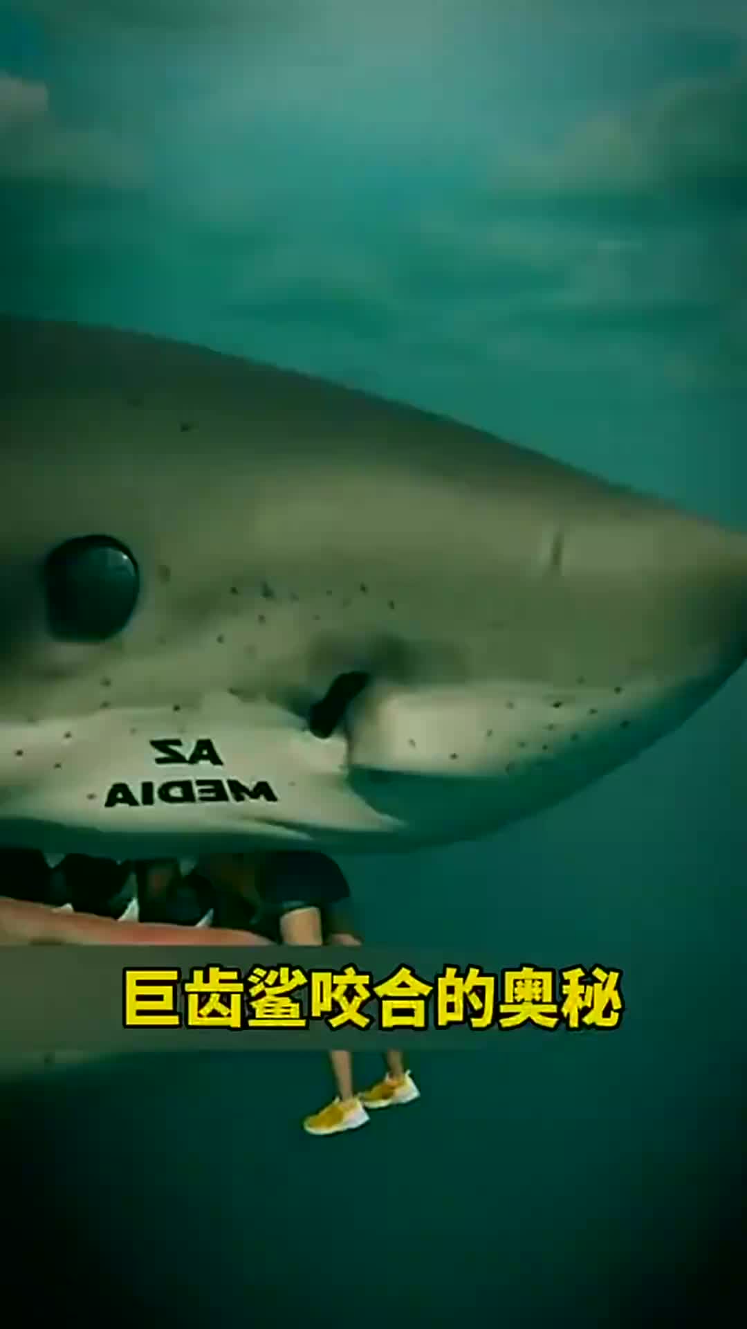 巨齿鲨咬合的奥秘