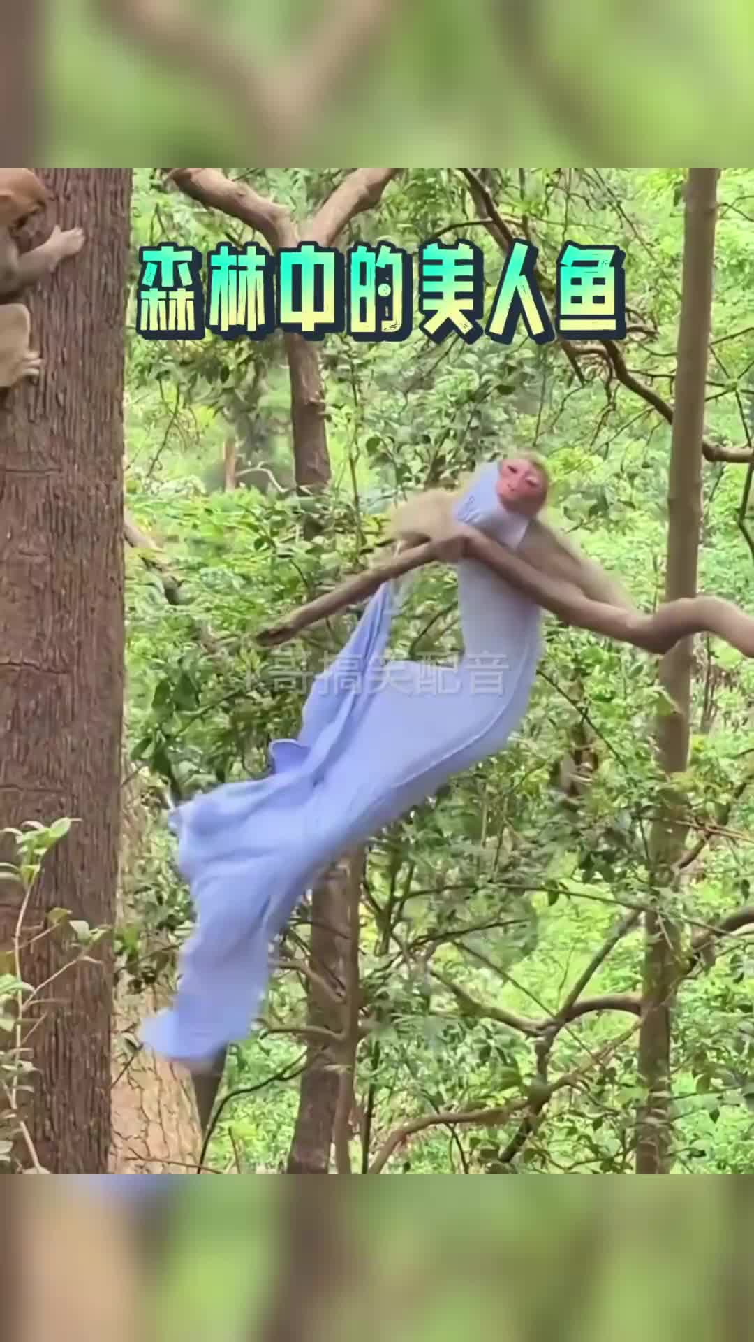 森林中的美人鱼，好一段酣畅淋漓的空中芭蕾呀