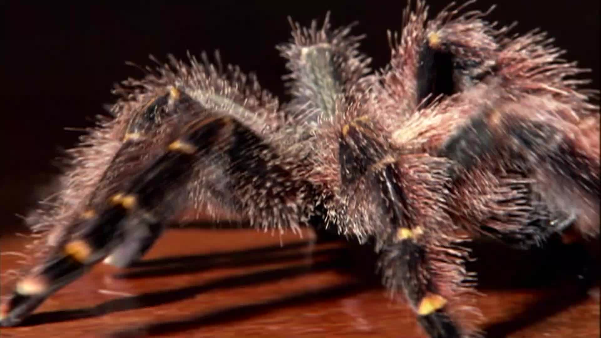 体型小却很致命,巴西游走蛛还能漂洋过海到英国