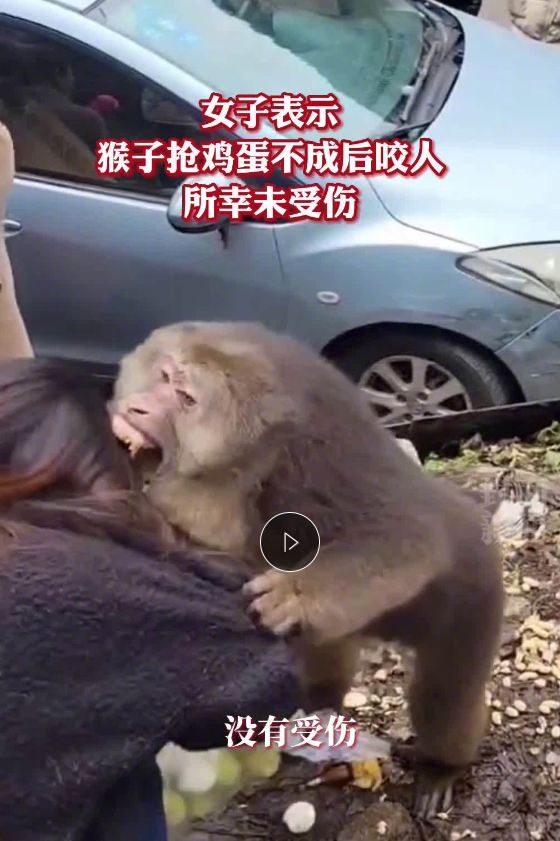 女子路边投喂野生猴子被咬