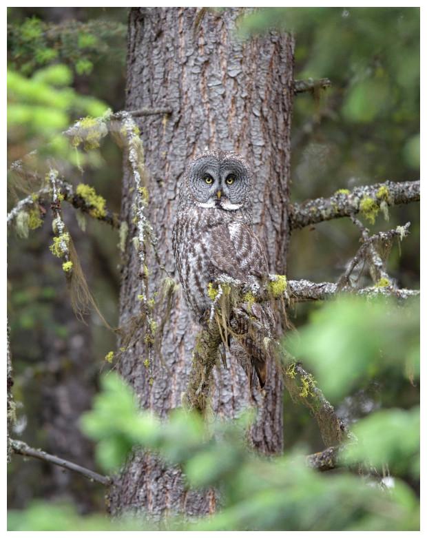 你能发现这些隐藏的动物吗?大自然的伪装堪称一绝,不信你找找