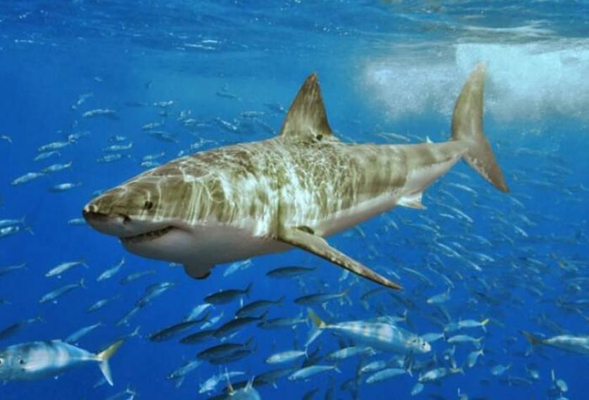 沧龙已灭绝,为何鲨鱼依然存活?生物学家给出3大原因
