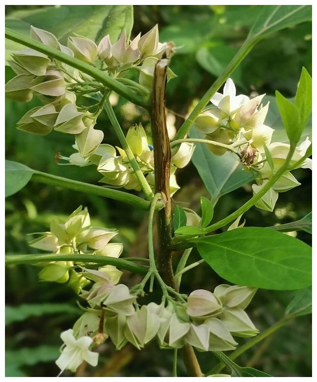 乡村是一个到处都生长着野生植物的地方,这些野生植物的名字都非常