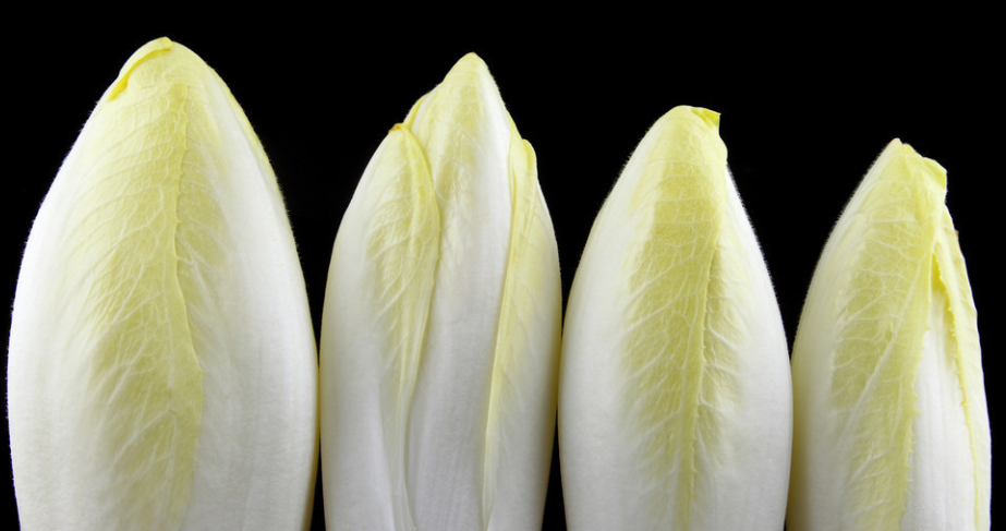 无公害芽球菊苣高产栽培技术 加强田间管理 促进菊苣的优质增收