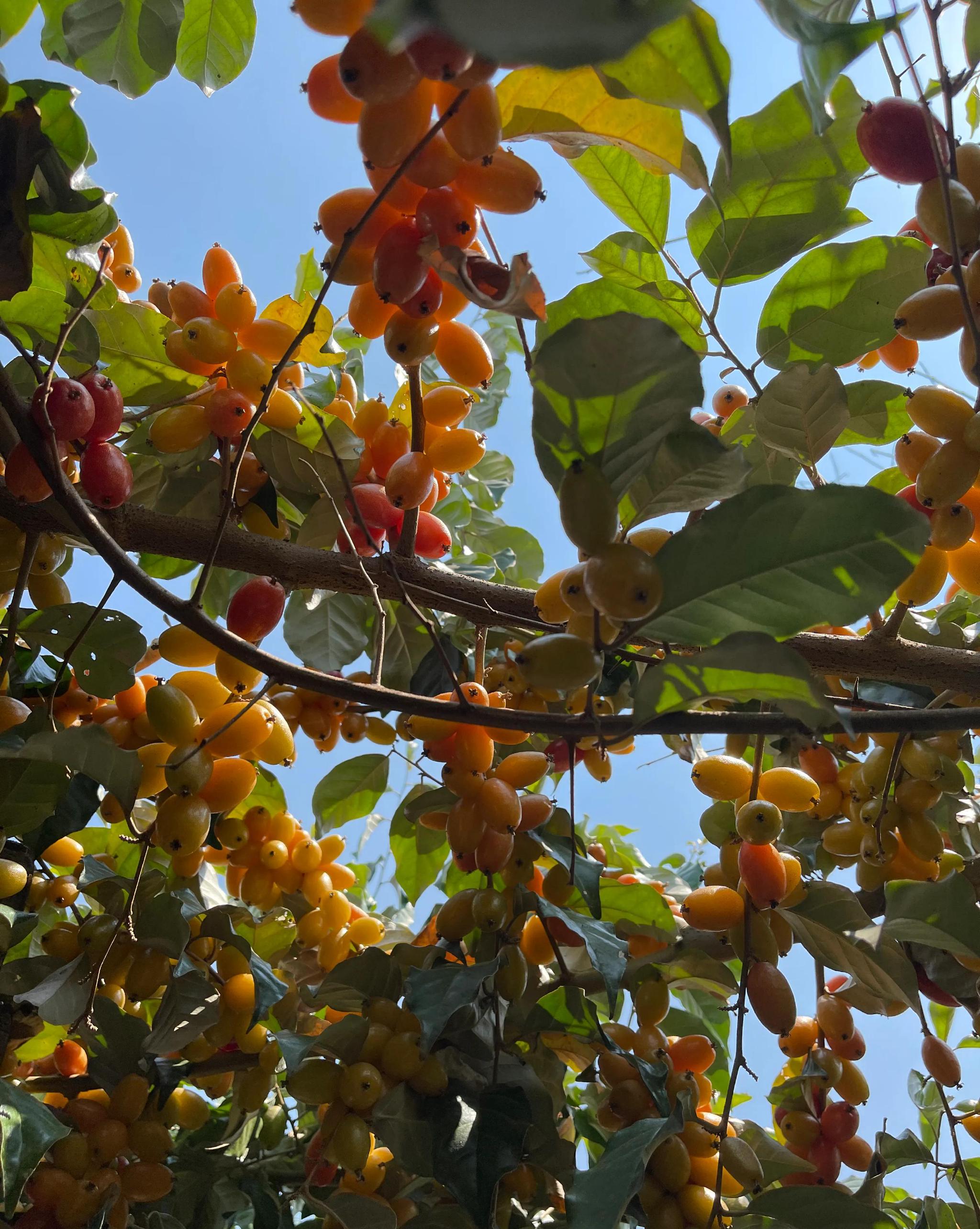 版纳羊奶果__财经头条