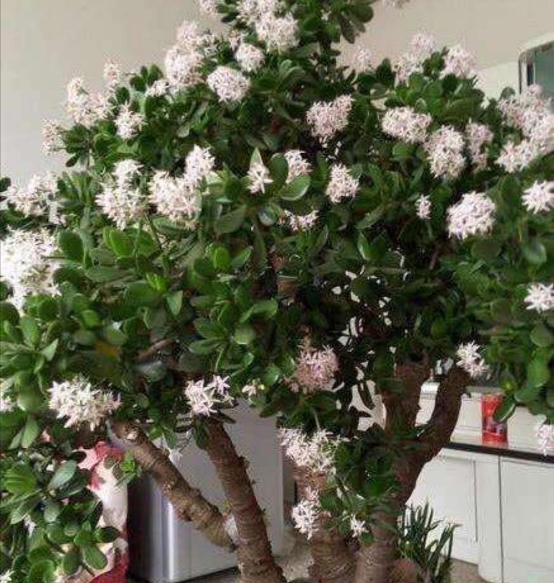 养玉树要舍得剪枝补足养分才能长成漂亮的老桩盆景