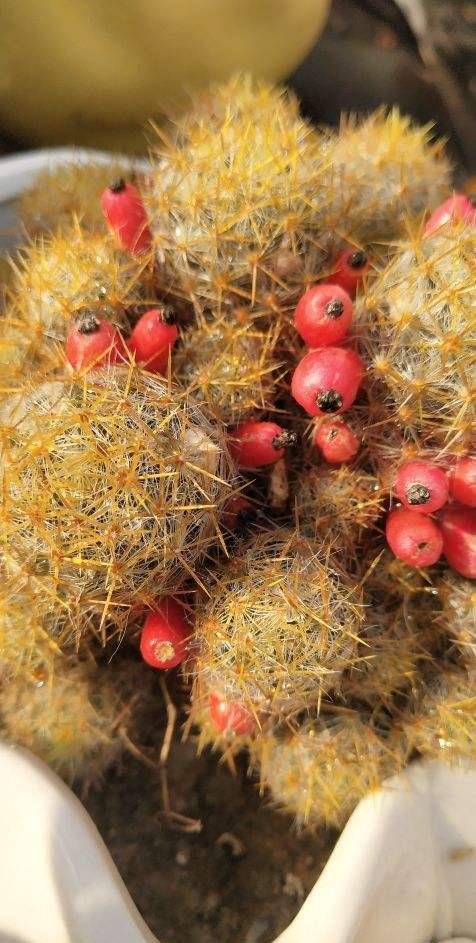 公园遇见铁树果千万别吃不然惹来大麻烦