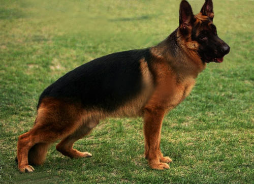 弓背和平背的德国牧羊犬,哪一个是你心中的"男神"