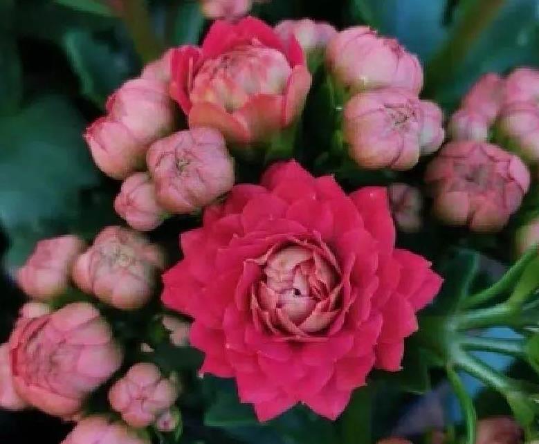 秋天啥花可以不养,唯独长寿花,不养亏惨了!