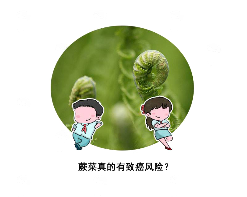 错过了如同错过夏天?这种野菜之王,为何却被贴上“致癌”标签?休闲区蓝鸢梦想 - Www.slyday.coM 错过了如同错过夏天?这种野菜之王,为何却被贴上“致癌”标签?休闲区蓝鸢梦想 - Www.slyday.coM