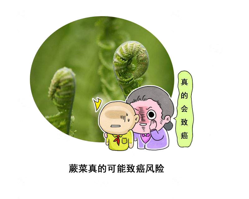 错过了如同错过夏天?这种野菜之王,为何却被贴上“致癌”标签?休闲区蓝鸢梦想 - Www.slyday.coM 错过了如同错过夏天?这种野菜之王,为何却被贴上“致癌”标签?休闲区蓝鸢梦想 - Www.slyday.coM