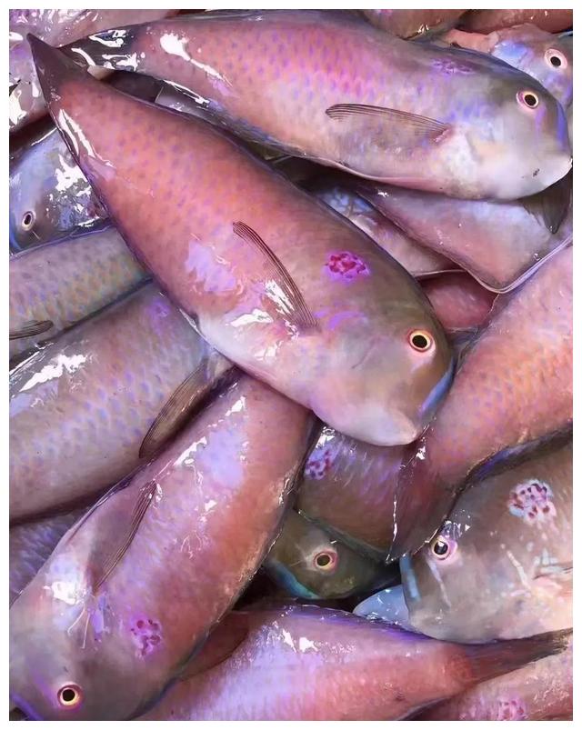 汕尾本港新鲜海鱼,怎么做都好吃的鱼__财经头条