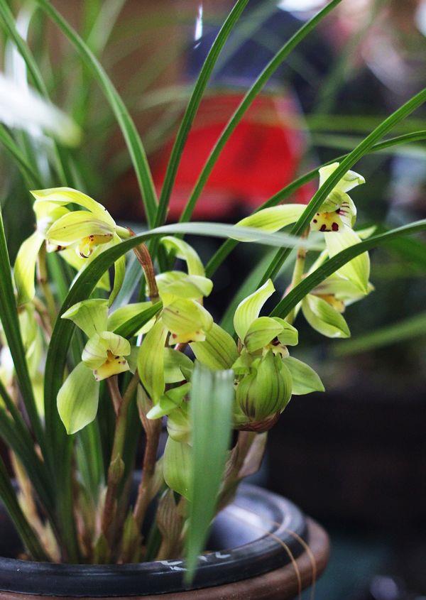 新手养兰花首选,观赏价值高,栽培容易,赏花又闻香,是盆栽佳品