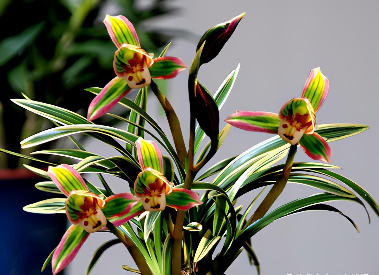 "花开大气,花香怡人,金边线艺,比香水还好闻|帝王|兰花|矮种_新浪新闻