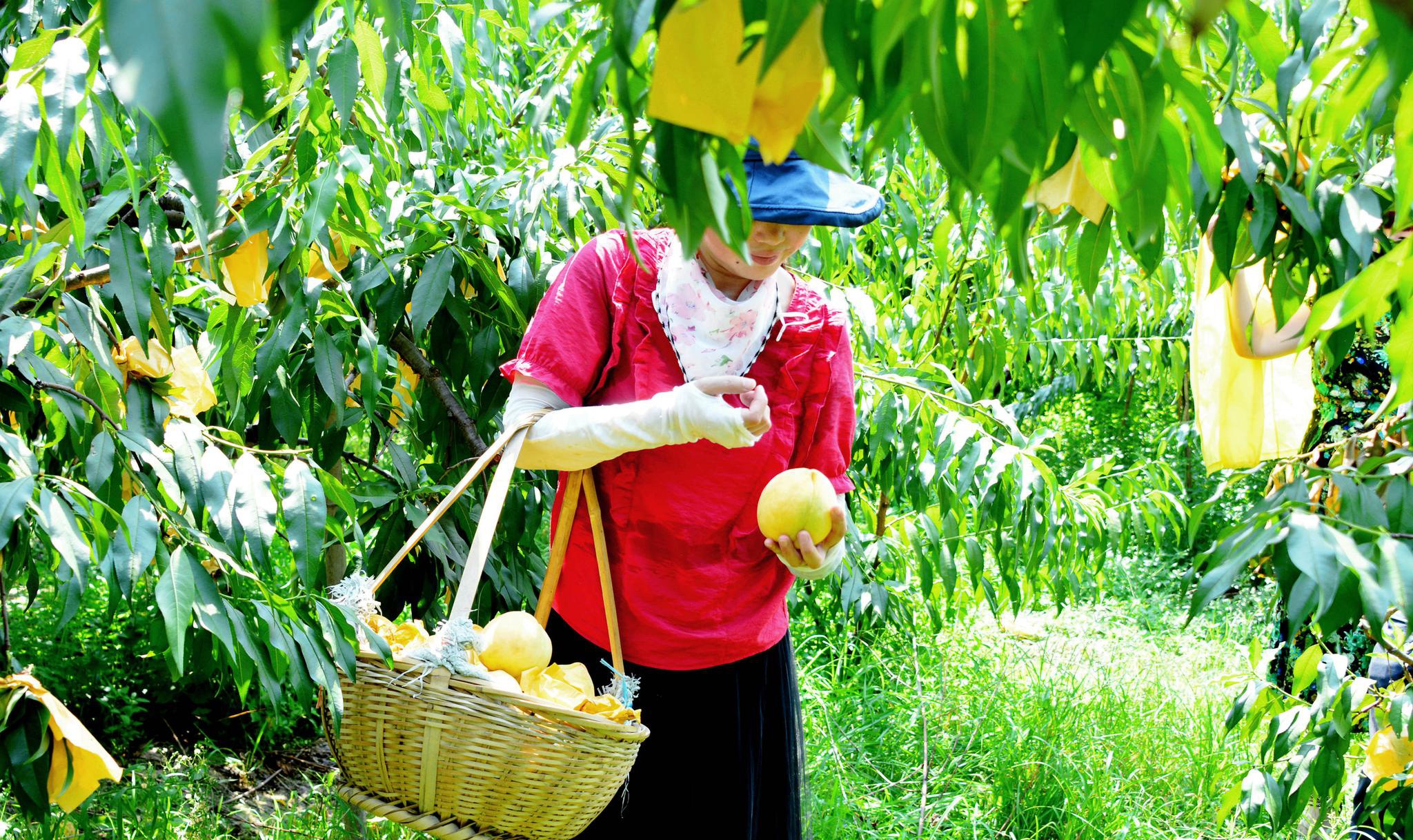 无锡的黄桃全面上市,这是宜兴太华浓情黄桃园的采摘盛况.