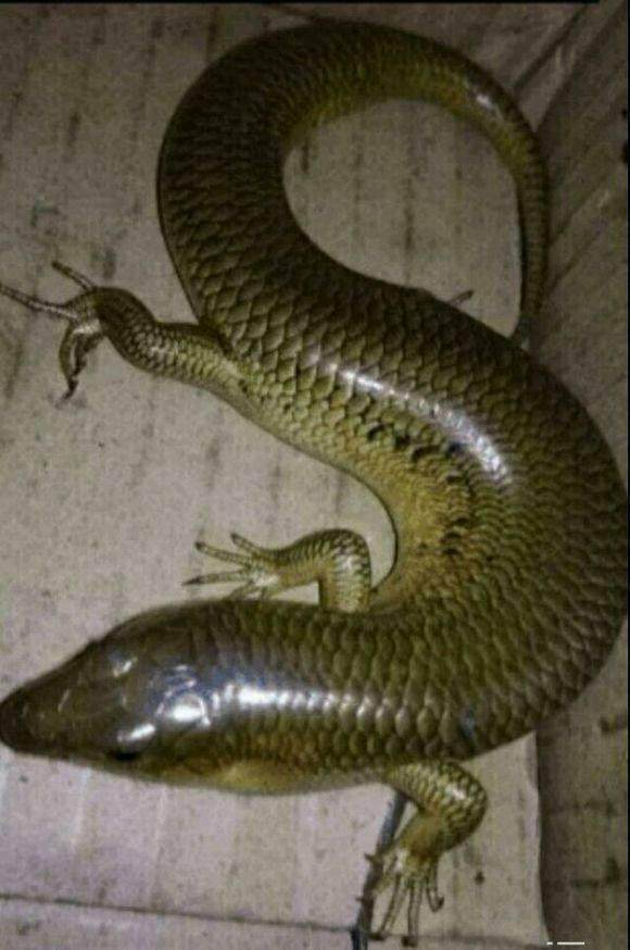 农民在老和尚的带领下,把这只"四脚蛇"带到山谷里放生了特别声明:以上