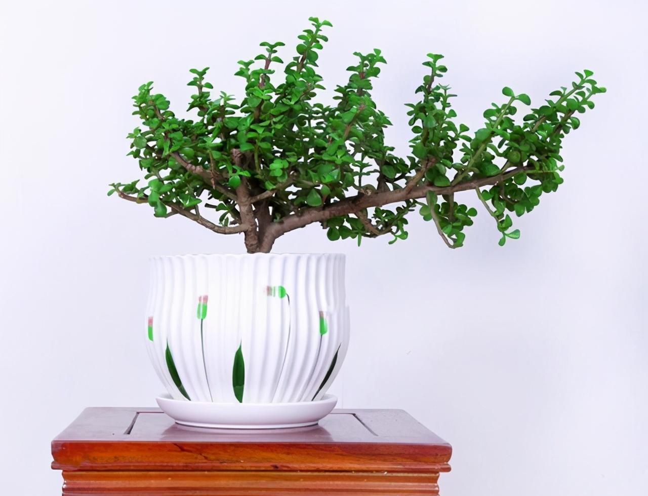 金枝玉叶这样养,养成大盆景,开出一串花,花不常见,也太难看