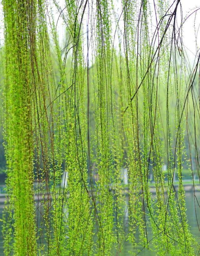 折几枝春天的柳枝条,稍作加工用来养花最好了|枝条|养花|柳树_新浪