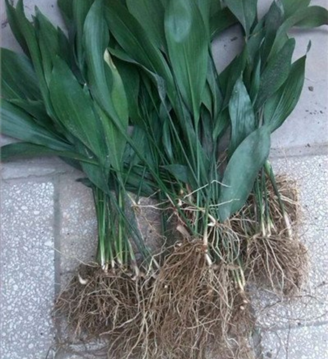 一叶兰长不旺给它换土分盆长得郁郁葱葱