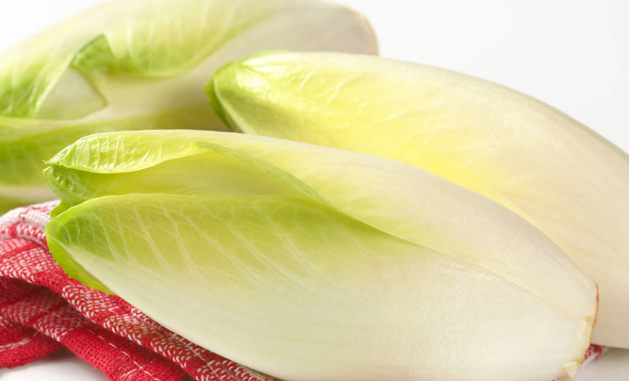 无公害芽球菊苣高产栽培技术 加强田间管理 促进菊苣的优质增收