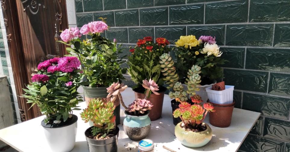 五宗罪中招的养花人一般怎么打理都养不好一盆植物