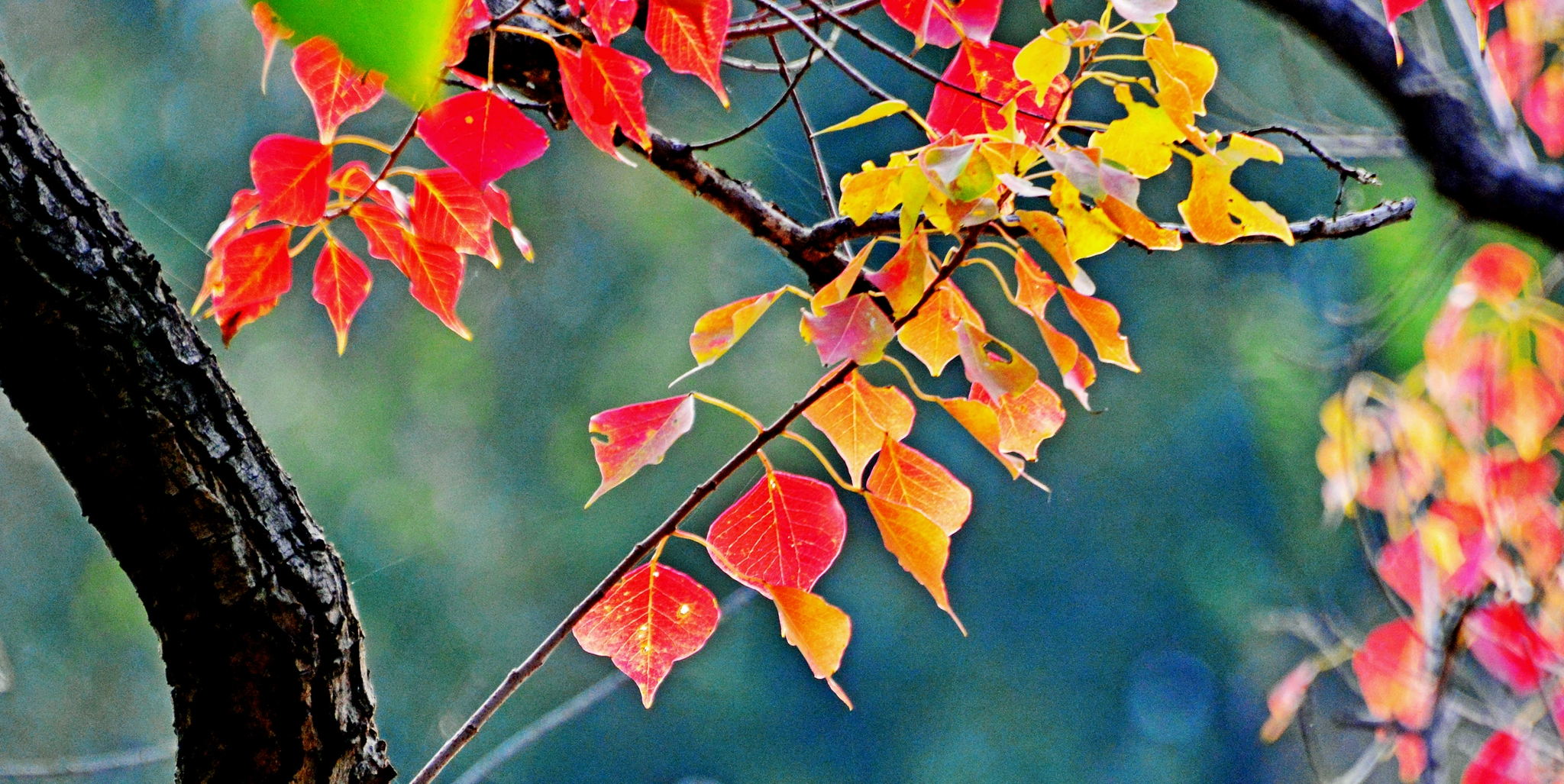 乌桕树叶开启了色彩缤纷的秋天江苏省无锡市锡山区锡北镇