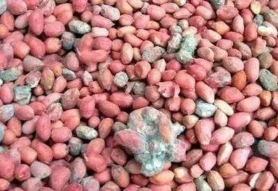 家里的食物变质发霉,怎么处理?几个生活妙招不能少