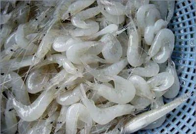 寻味南太湖太湖白虾食用指南请收好