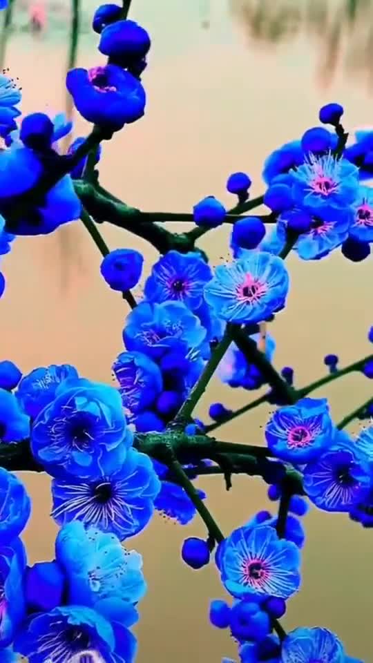 蓝色的梅花你见过吗_手机新浪网