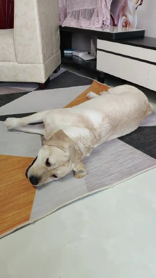 小狗累完犊子了