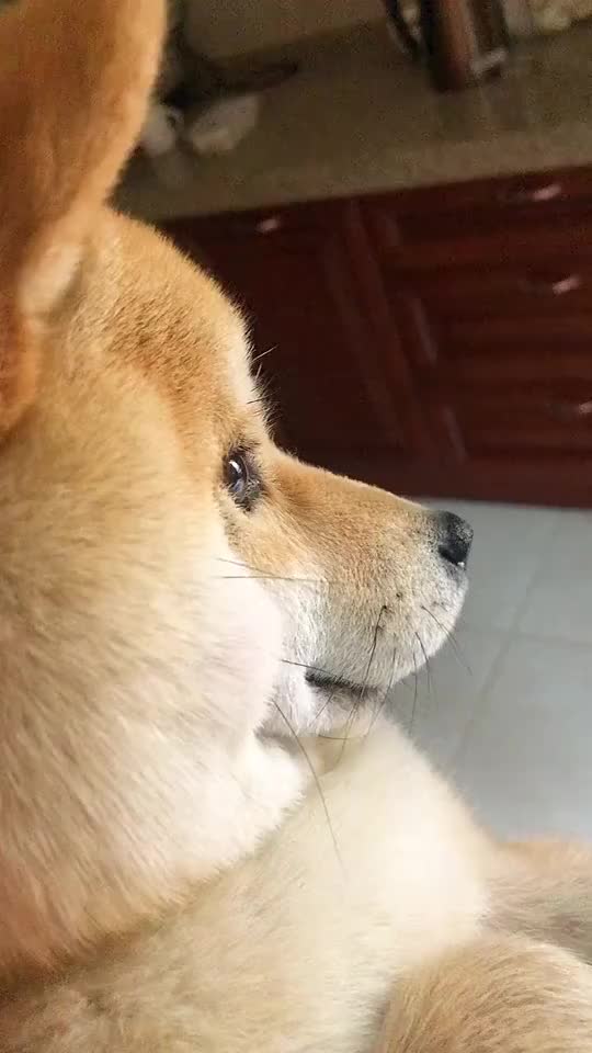 小柴犬若有所思的样子