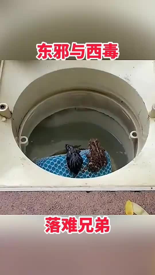 东邪西毒竟然也成好朋友了