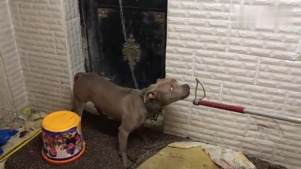 训狗师抓捕脾气狂暴的比特犬 尖牙外露非常吓人的狗狗 训狗师抓捕脾气狂暴的比特犬 尖牙外露非常吓人的狗狗