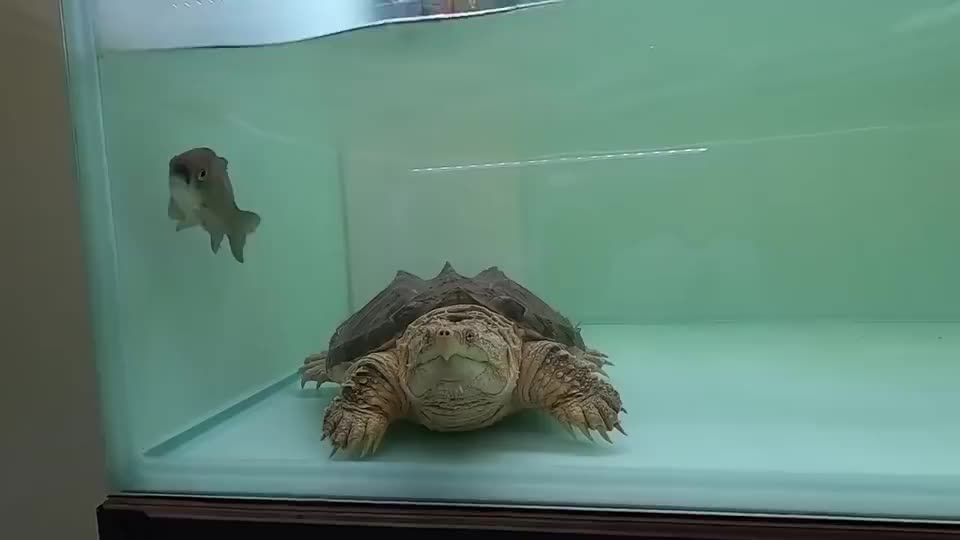 00:00 00:55 00:55 为您推荐: 实验把"透明无色的鱼苗",放入鳄龟的缸