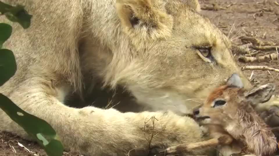 母獅抓到一隻剛出生的小鹿，多次想吃卻忍住了，鏡頭記錄暖心畫面