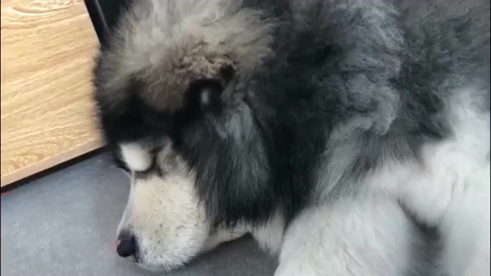 主人不停的挠熟睡狗狗的耳朵 阿拉斯加犬 你咋这么烦狗呢